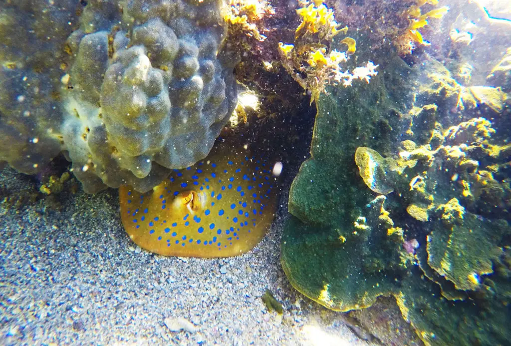 Snorkelling sur la côte ouest de l'Australie à Exmouth