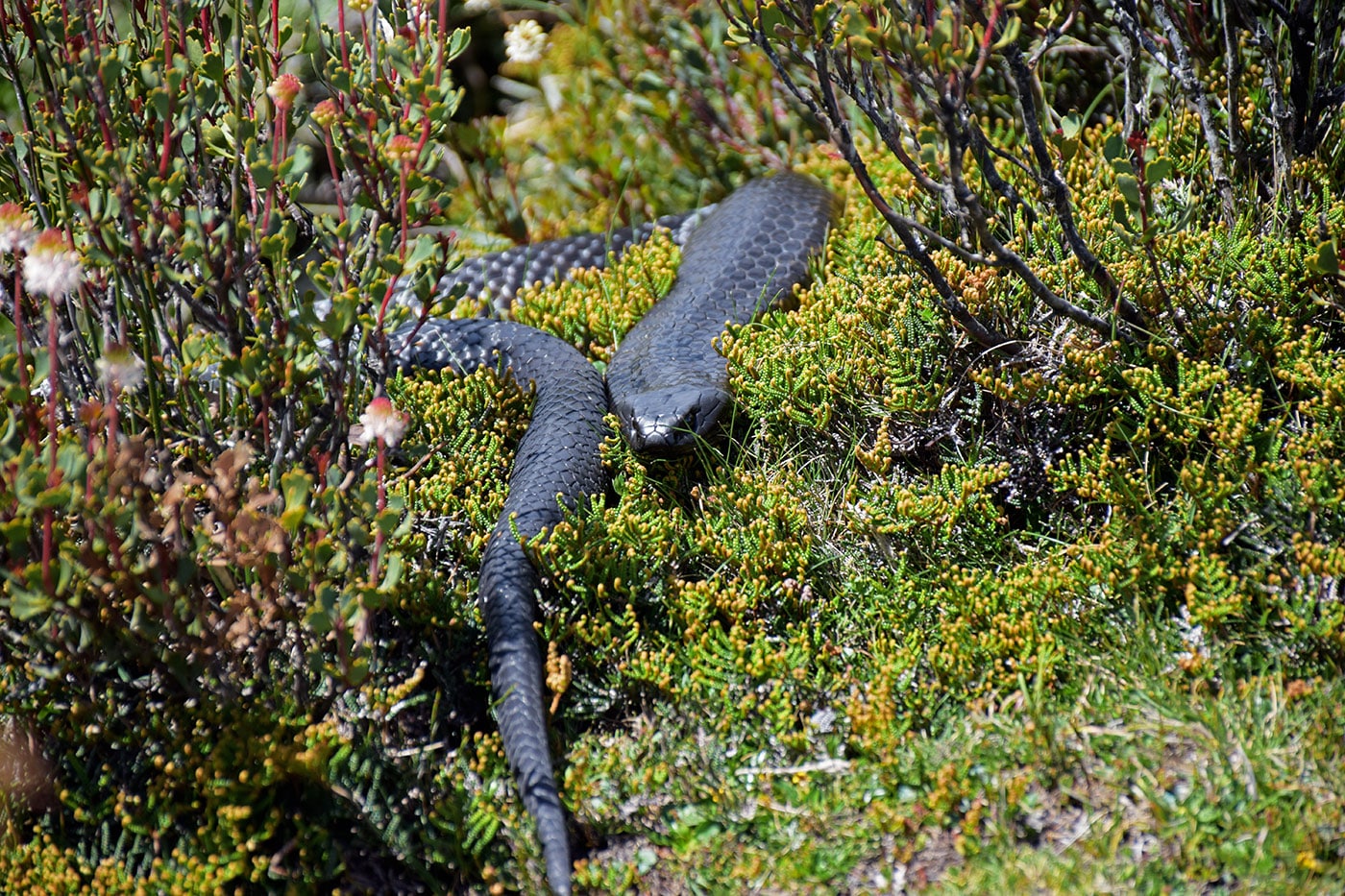 Serpent sauvage vu lors d'une randonnée en Tasmanie