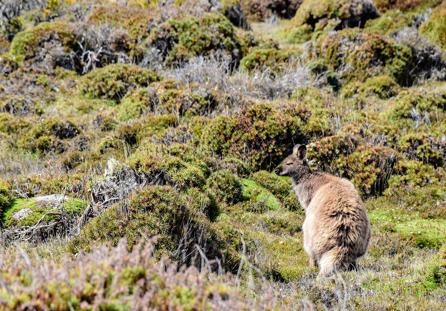 Blog voyage en Australie photo d'un kangourou