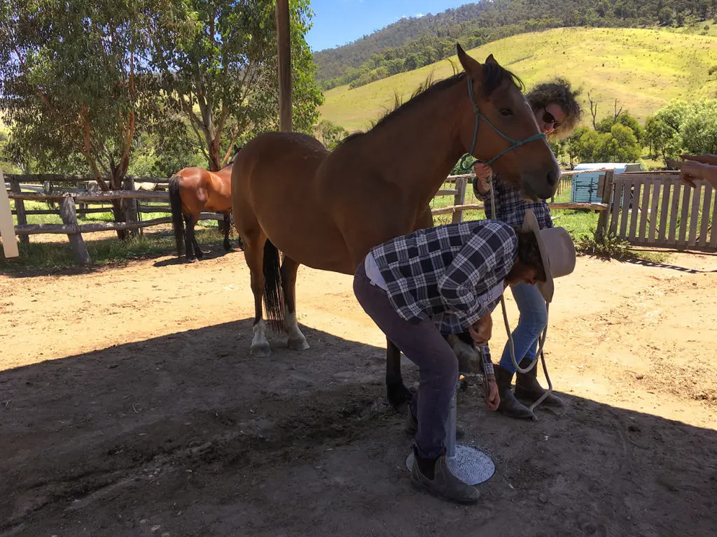 Travailler dans un ranch en Australie et s'occuper des chevaux