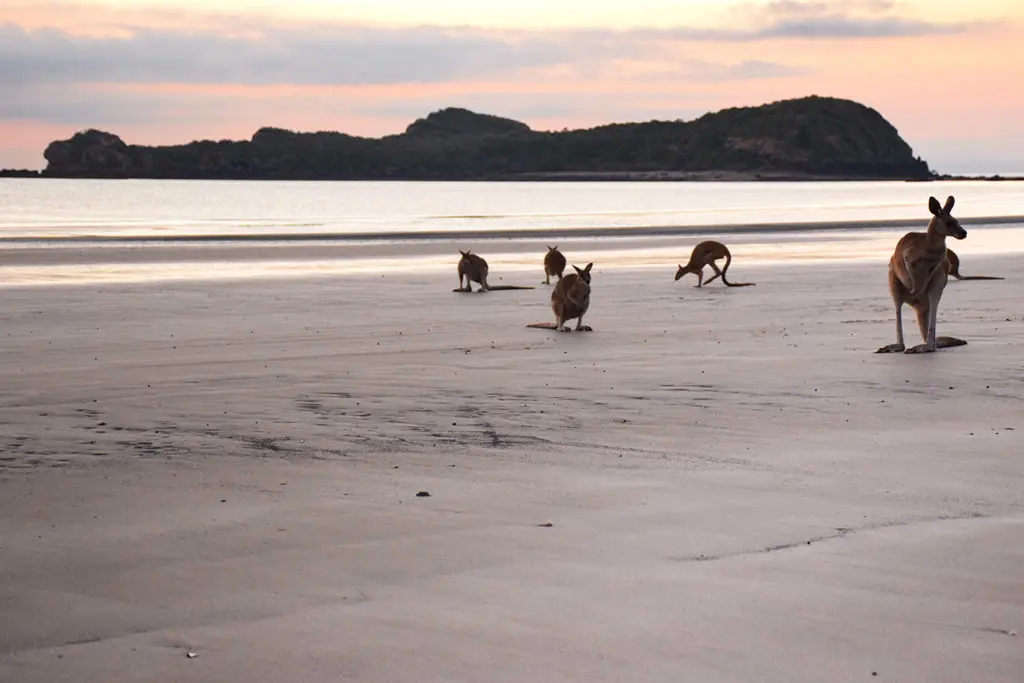 Voir des kangourous sur la plage en Australie sur la côte Est