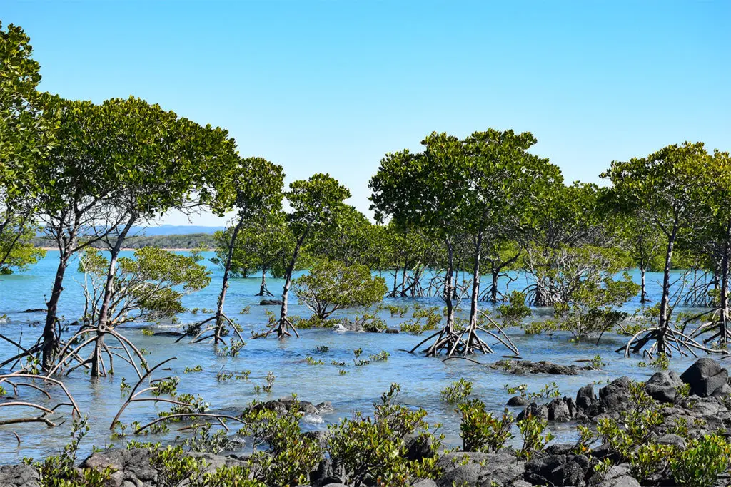 Mangrove sur la côte Est de l'Australie