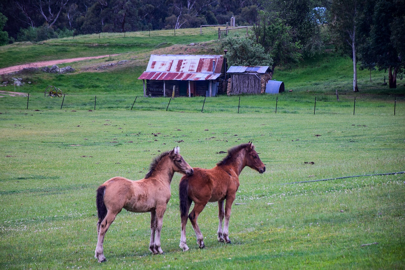 Poulains et chevaux dans un ranch en Australie