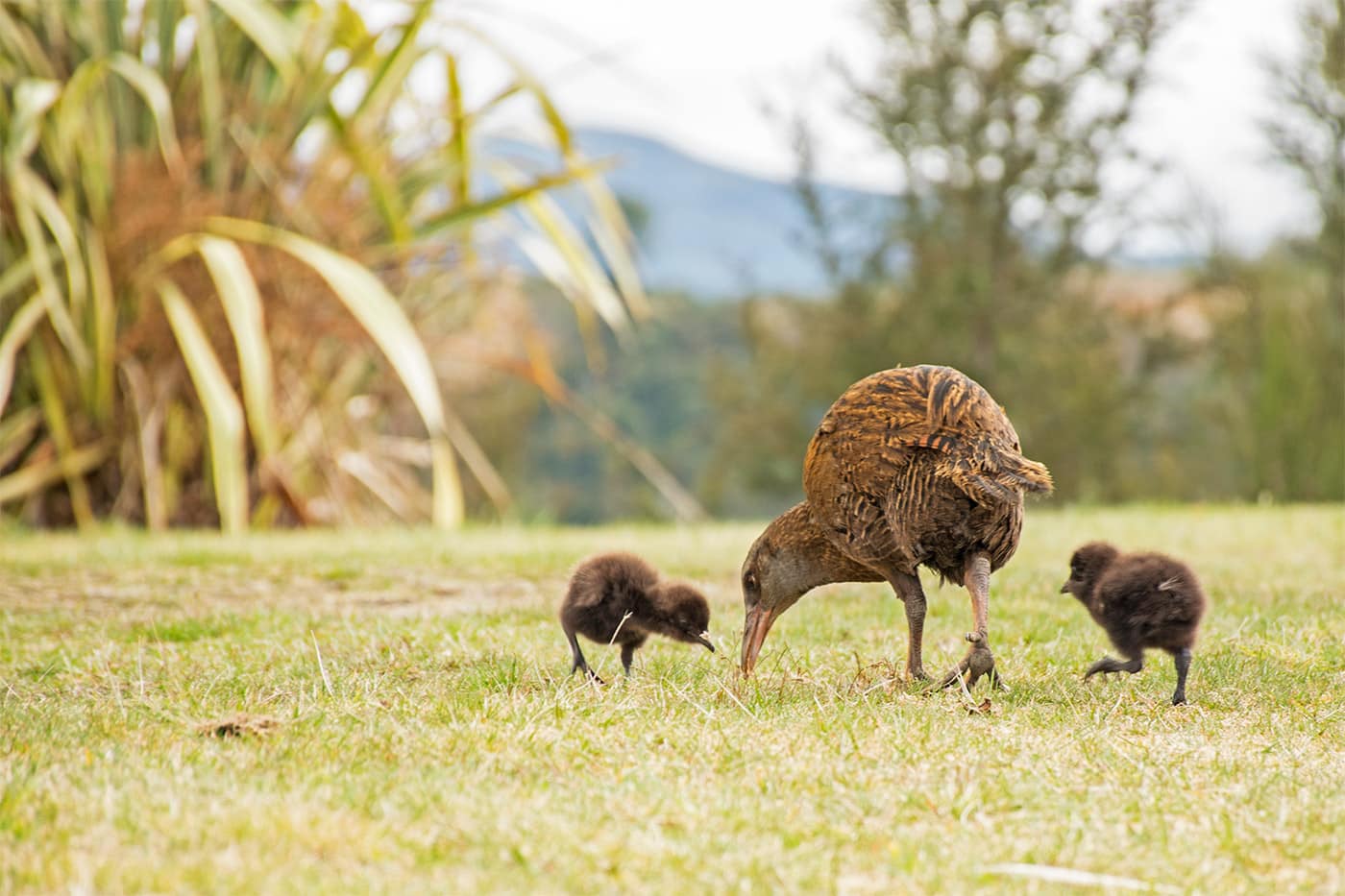 Wékas oiseaux de Nouvelle-Zélande