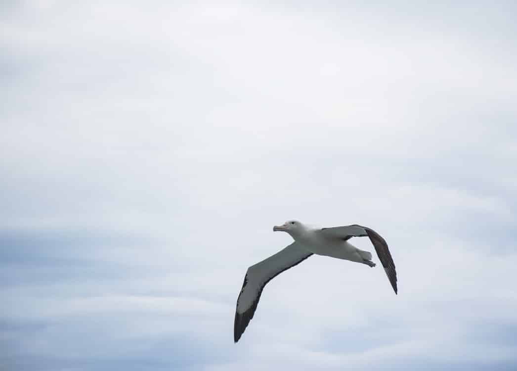 Albatros, l'oiseau roi en mer