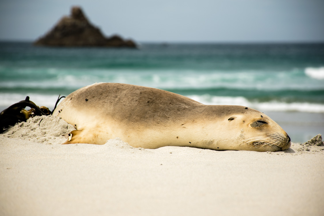 Animaux de Nouvelle-Zélande : Lion de mer faisant la sieste