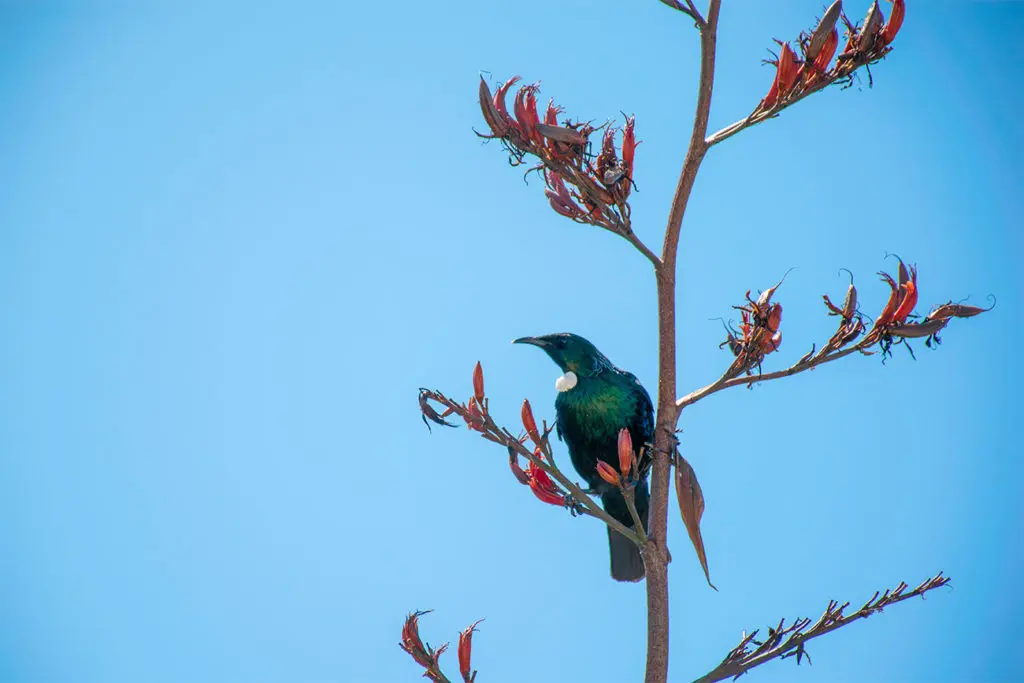 Oiseaux de nouvelle-Zélande : le tui