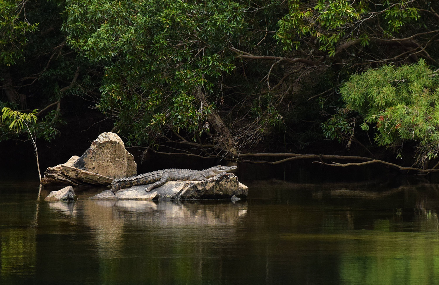 Animaux d'australie dangereux : le crocodile