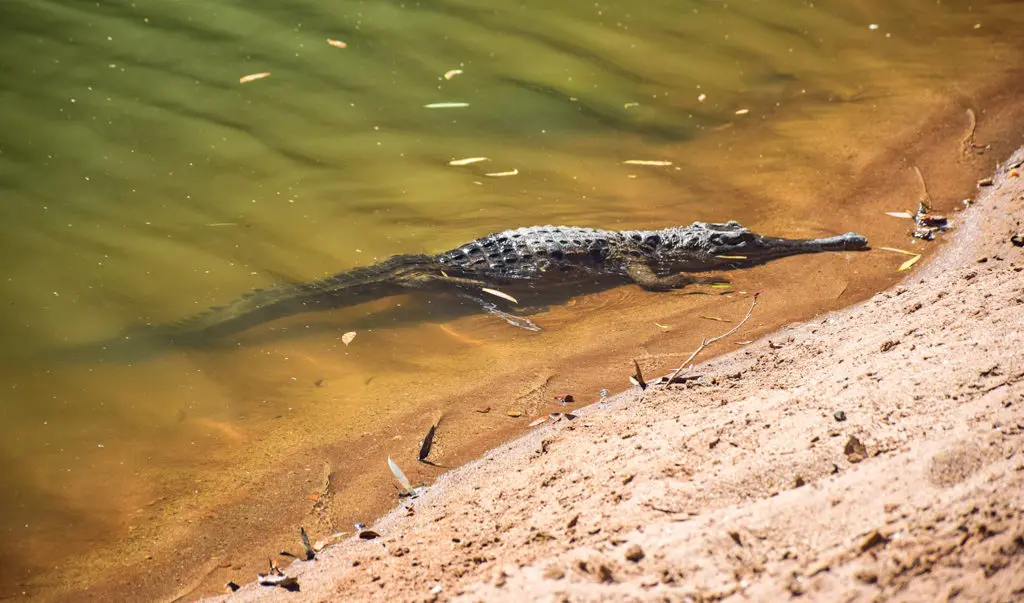 Animaux d'Australie dangereux : le crocodile d'eau douce