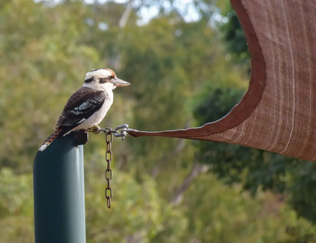 Oiseau d'australie cri de singe kookaburra