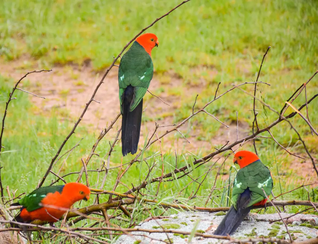 Perruches royales oiseaux sauvages magnifiques d'Australie