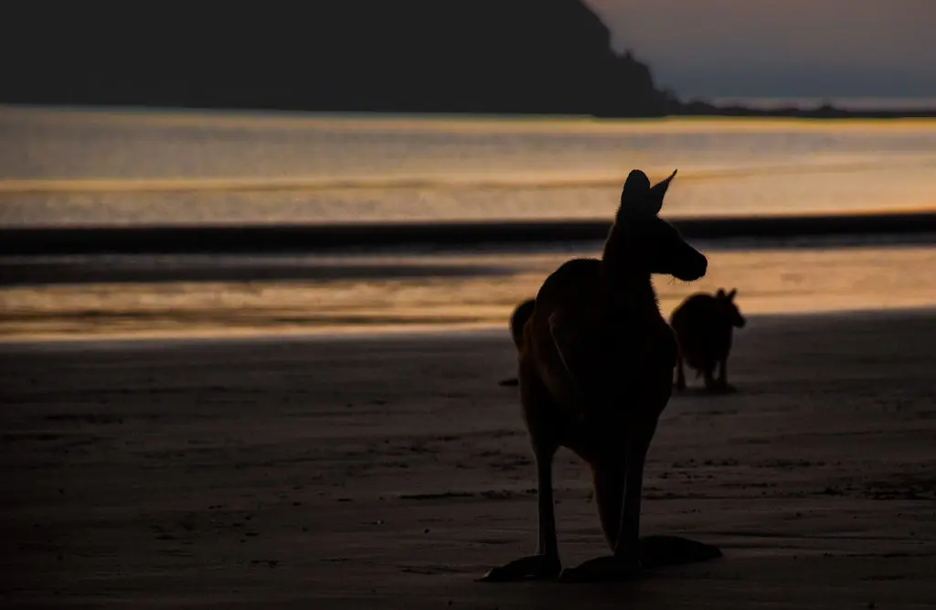 Animaux en Australie : kangourou sur la plage