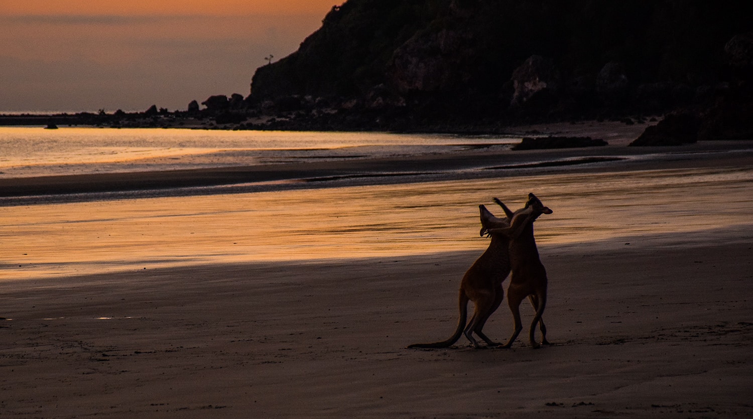 Kangourous sur la plage en Australie
