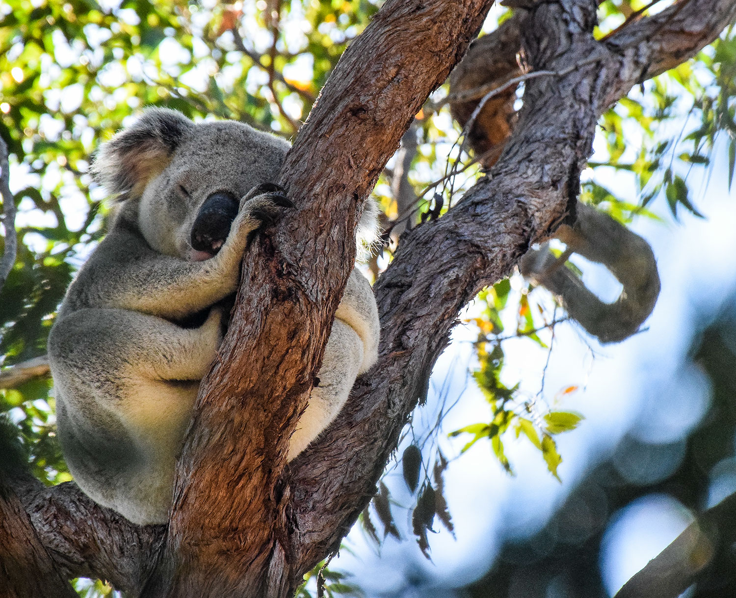 Animaux en australie : koala sauvage magnetic island