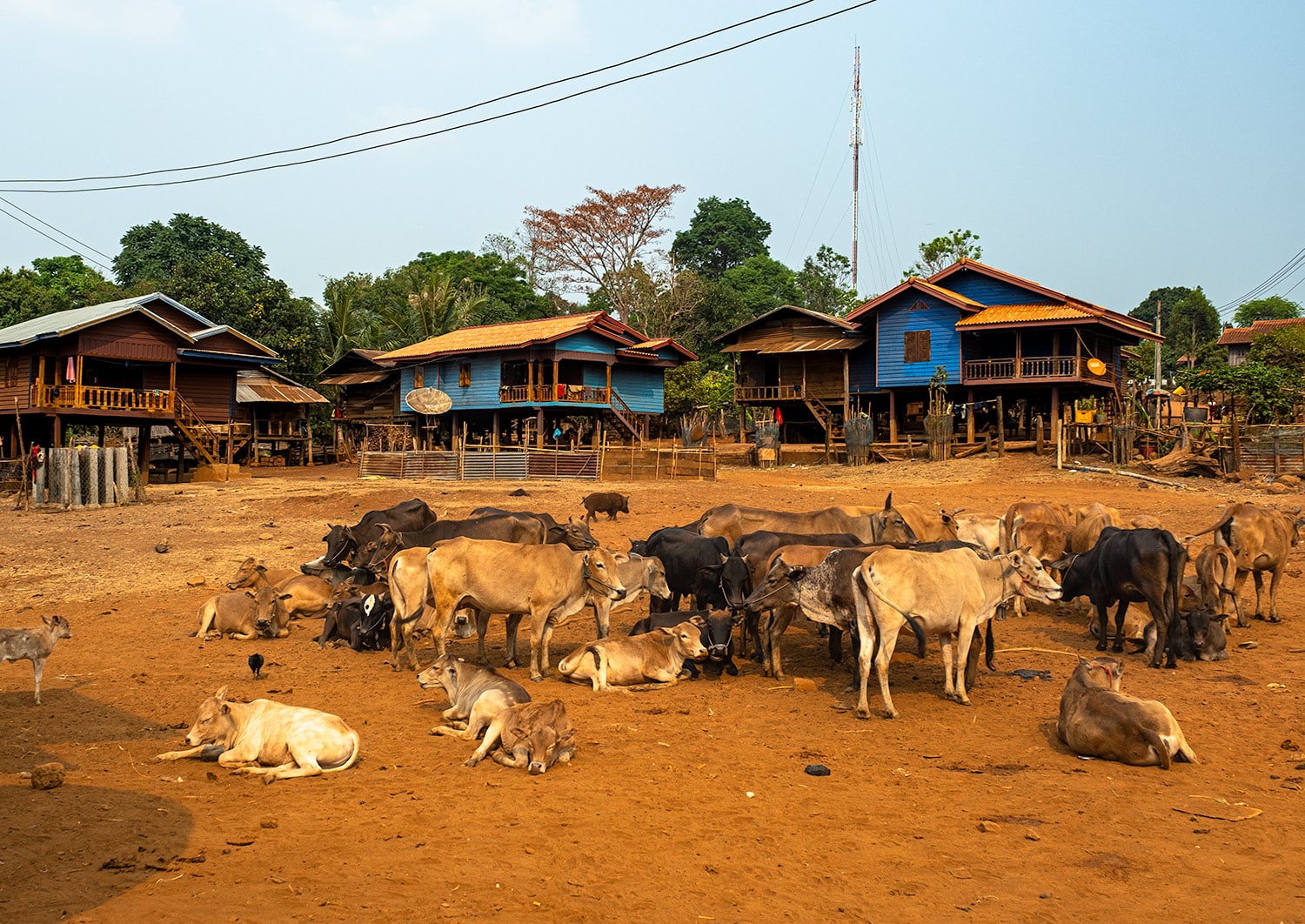 Village ethnique du plateau des Boloven au Laos avant le retour de voyage anticipé à cause du Coronavirus