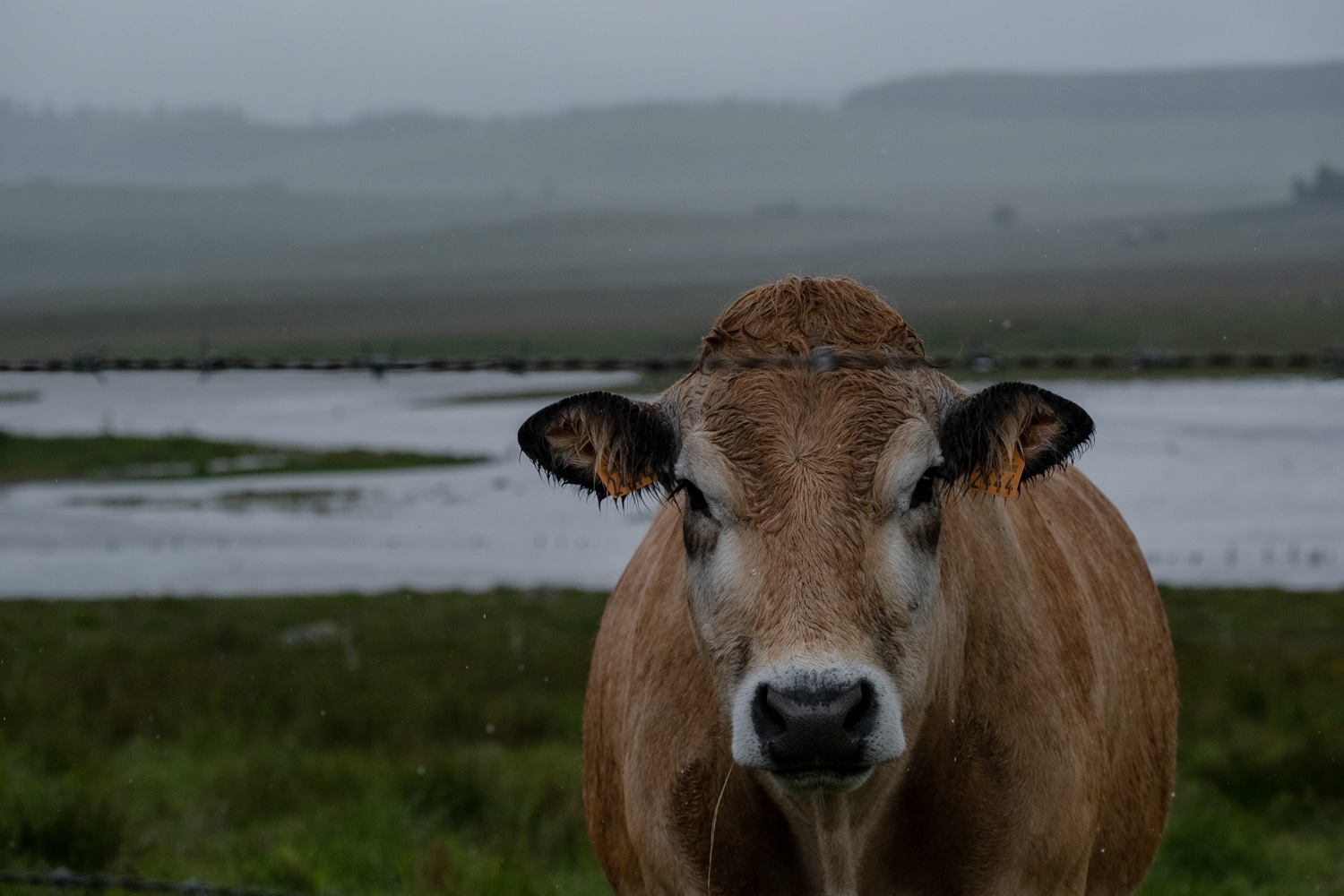 Photo vache plateau de l'aubrac