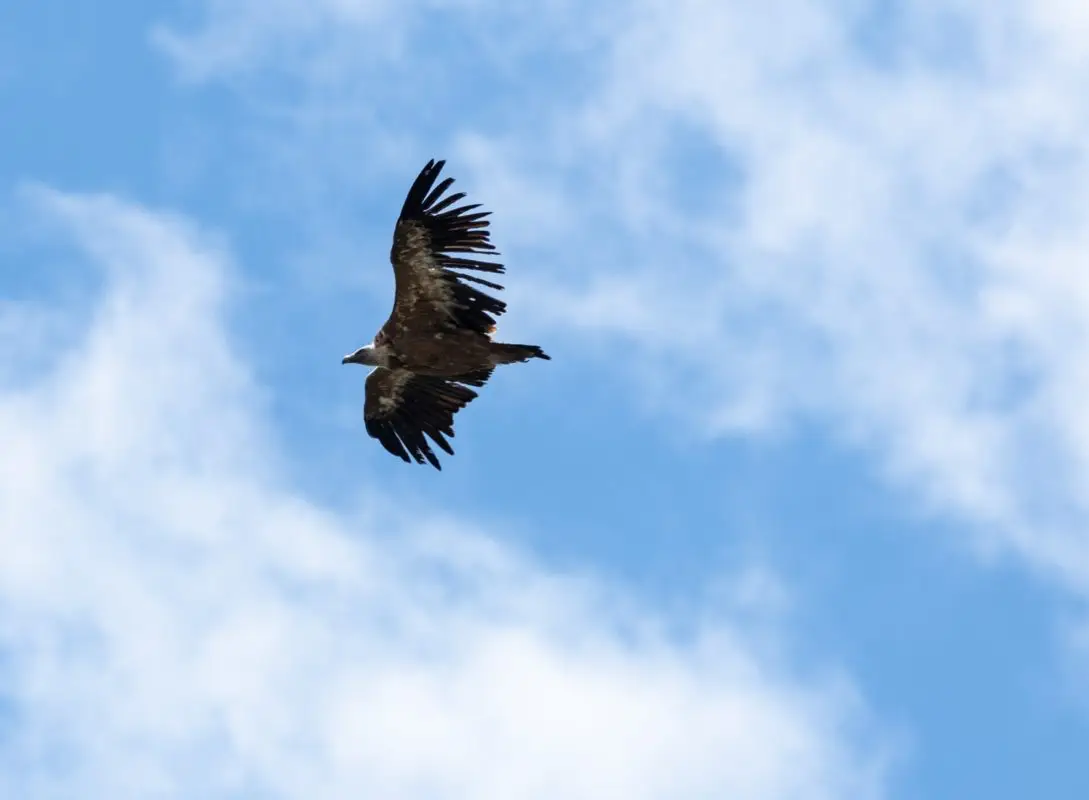 Observation vautours fauves sauvages dans les pyrénées en vallée d'Ossau