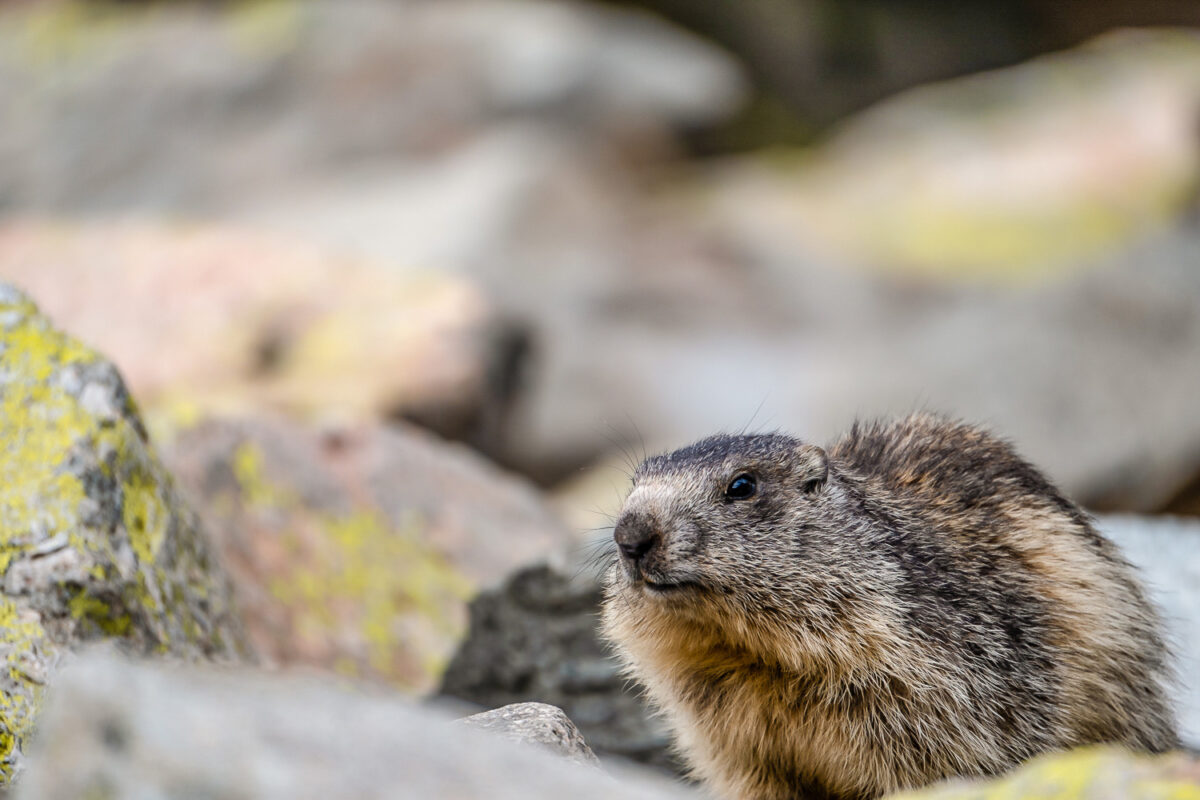 Marmotte des lacs d'Ayous et de la vallée d'Ossau