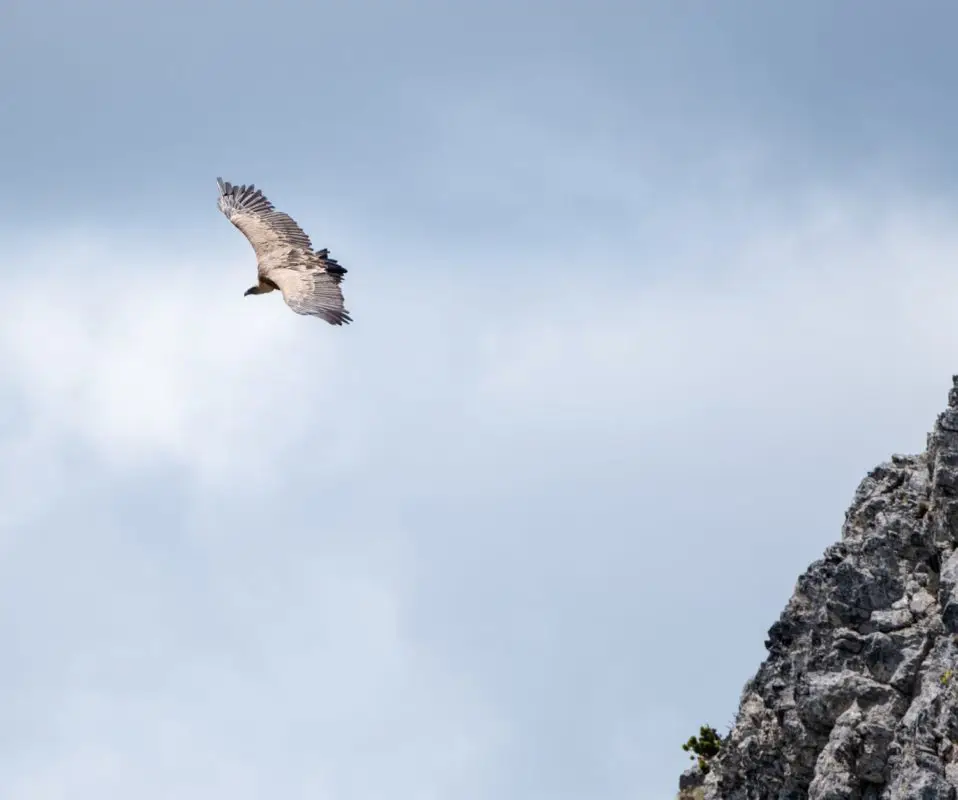 Observation vautours fauves dans les pyrénées en vallée d'Ossau et lacs d'ayous
