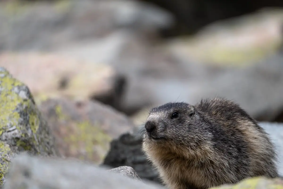 marmottes : les animaux de montagne les plus mignons