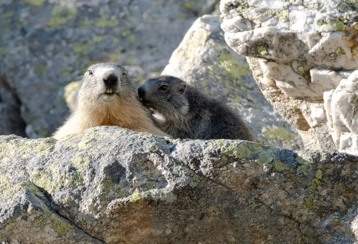 marmottes se faisant un câlin : animaux de montagne