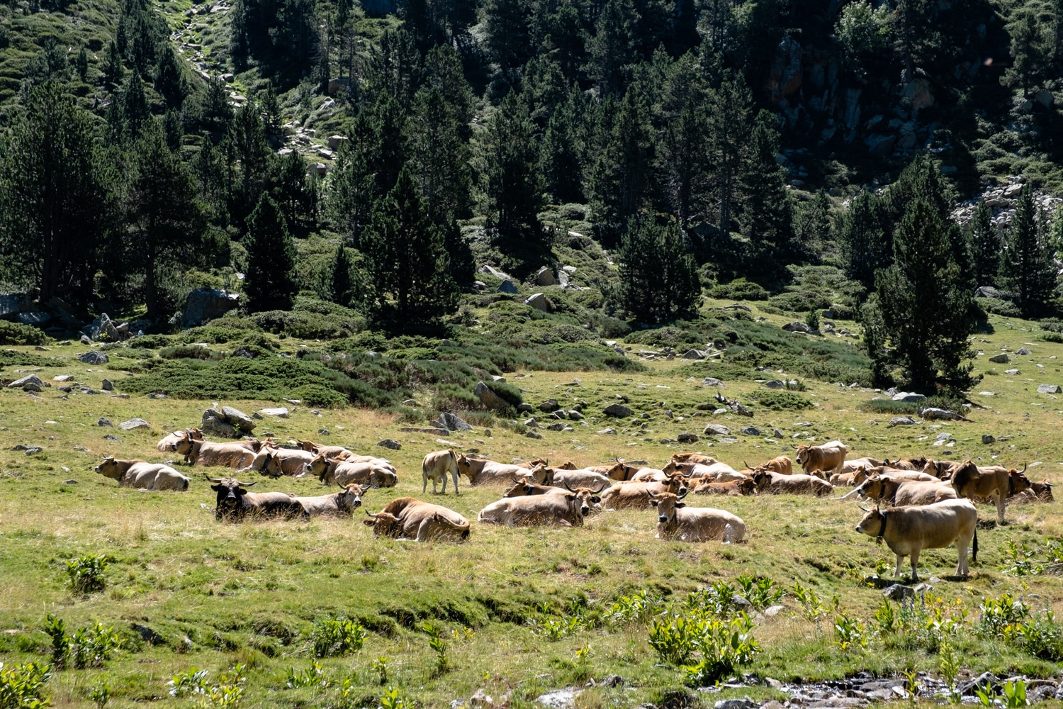 Vaches : animaux de montagne en pature