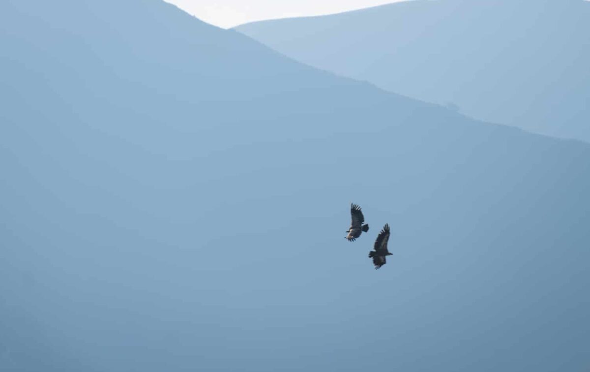 vautours fauves dans les pyrénées : animaux de montagne