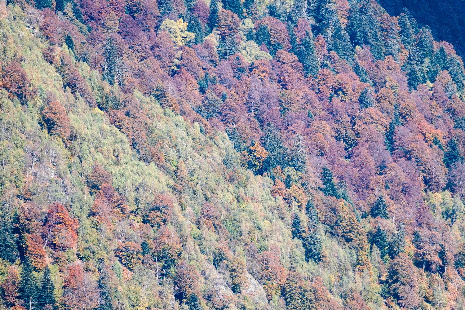 Arbres aux couleurs de l'automne dans la vallée de Lesponne