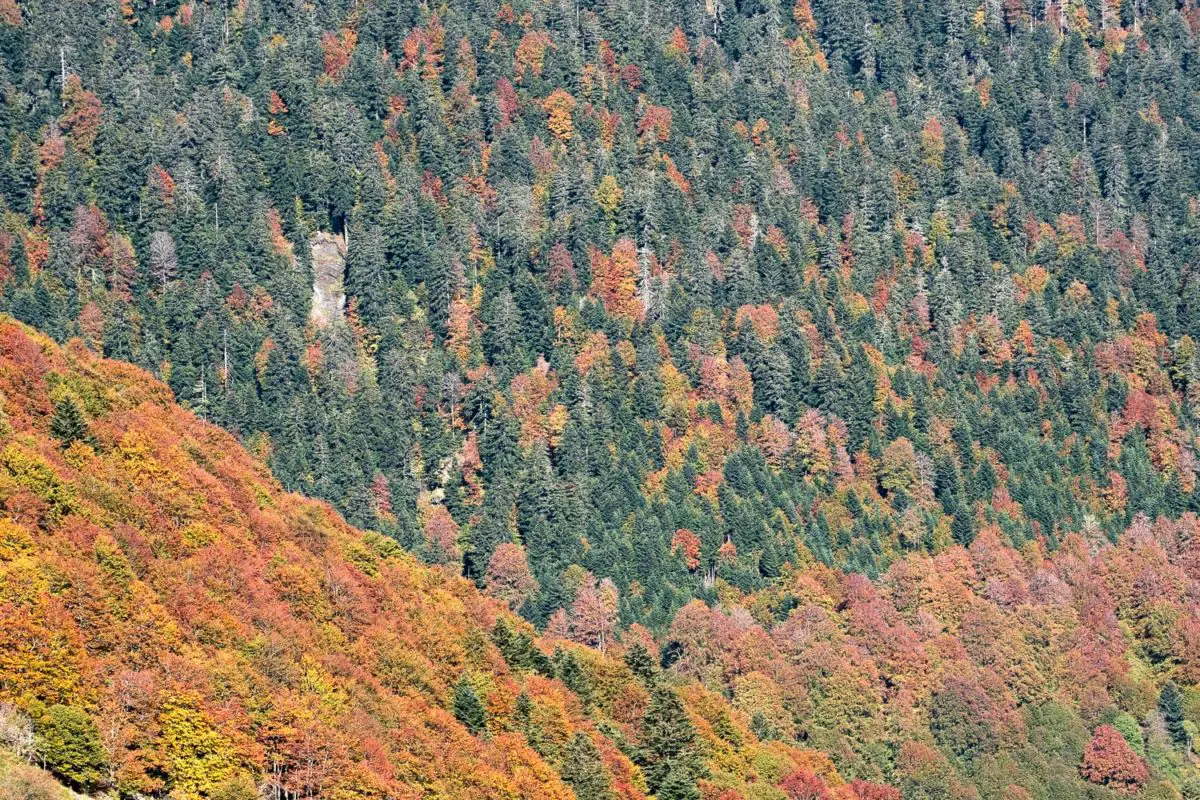Couleurs d'automne en vallée de Lesponne