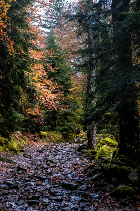 Randonnée en forêt pendant l'automne