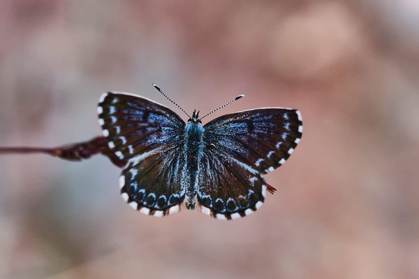 Papillon en Lozère