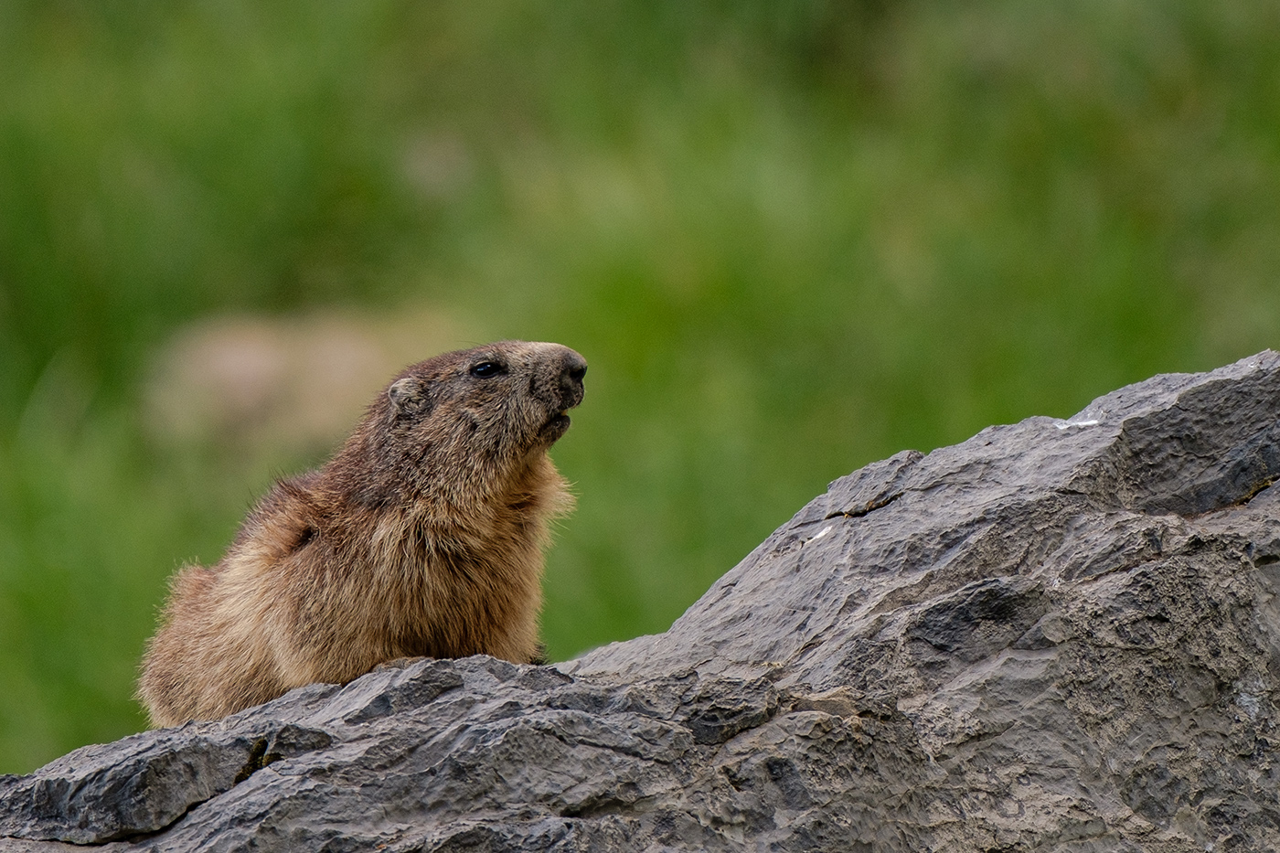 Marmotte parc national d'Ordesa et du Mont Perdu