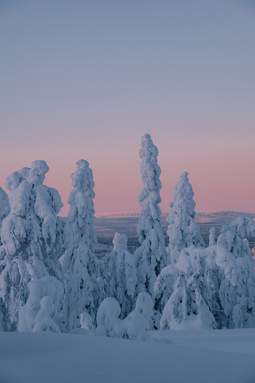 Foret de Laponie sous la neige