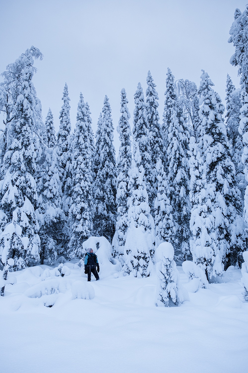 Randonnée parc national de Syote en laponie finlande
