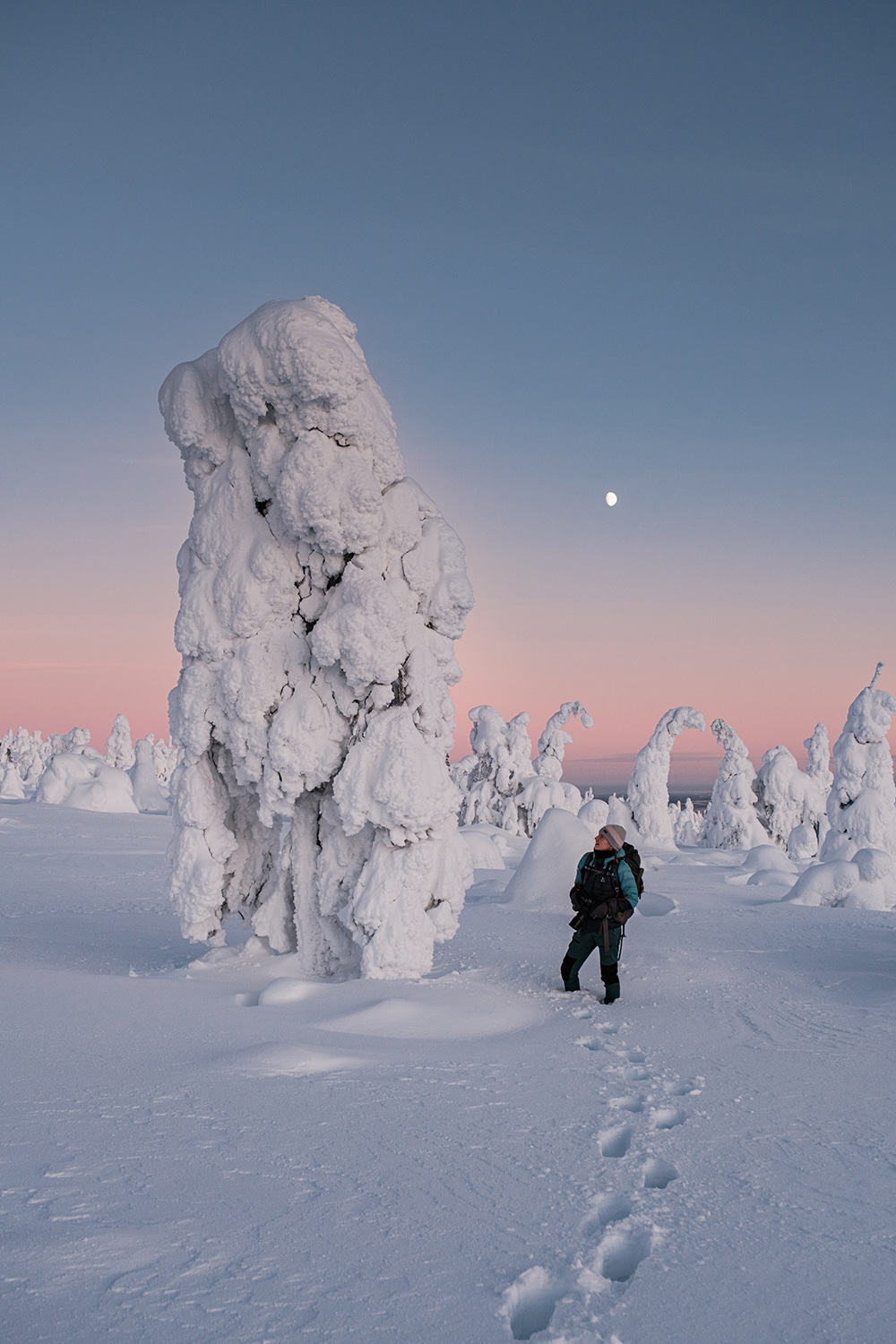 Foret enneigée en Laponie en Finlande