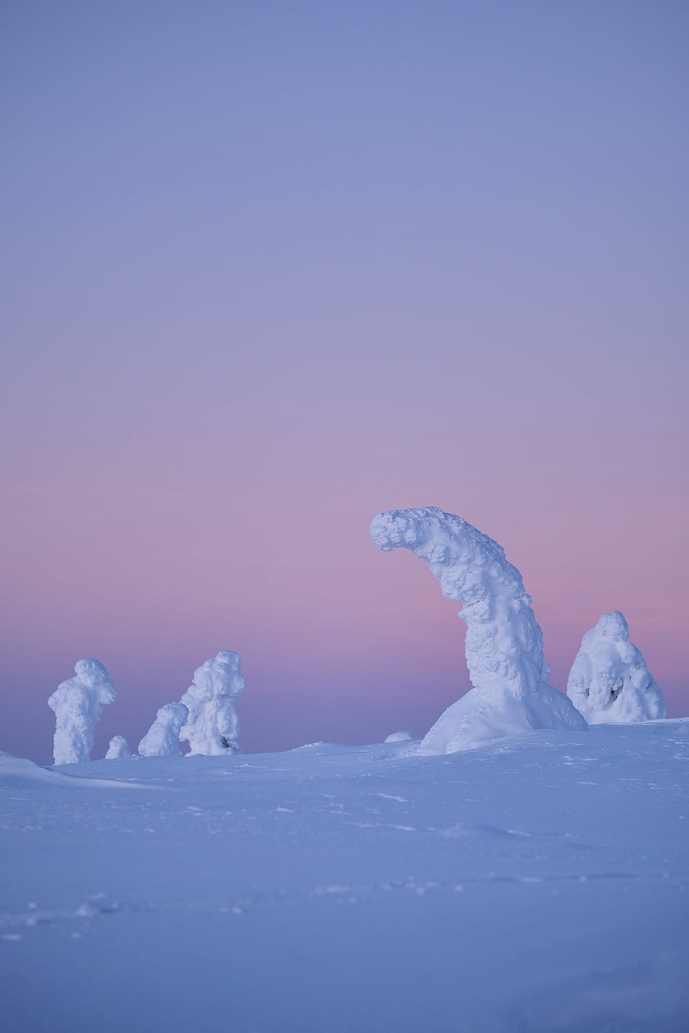 Sapin enneigé Laponie en Finlande