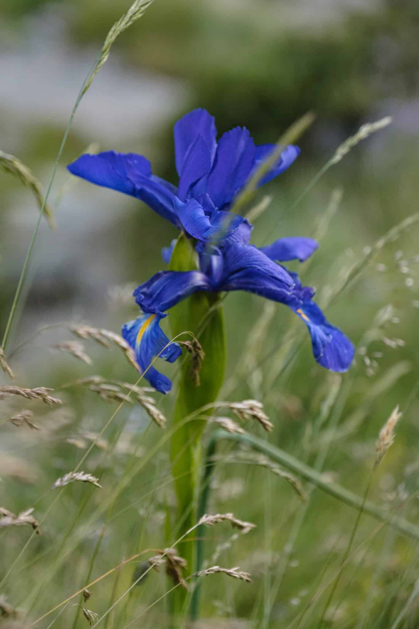 Iris en fleur dans les Pyrénées