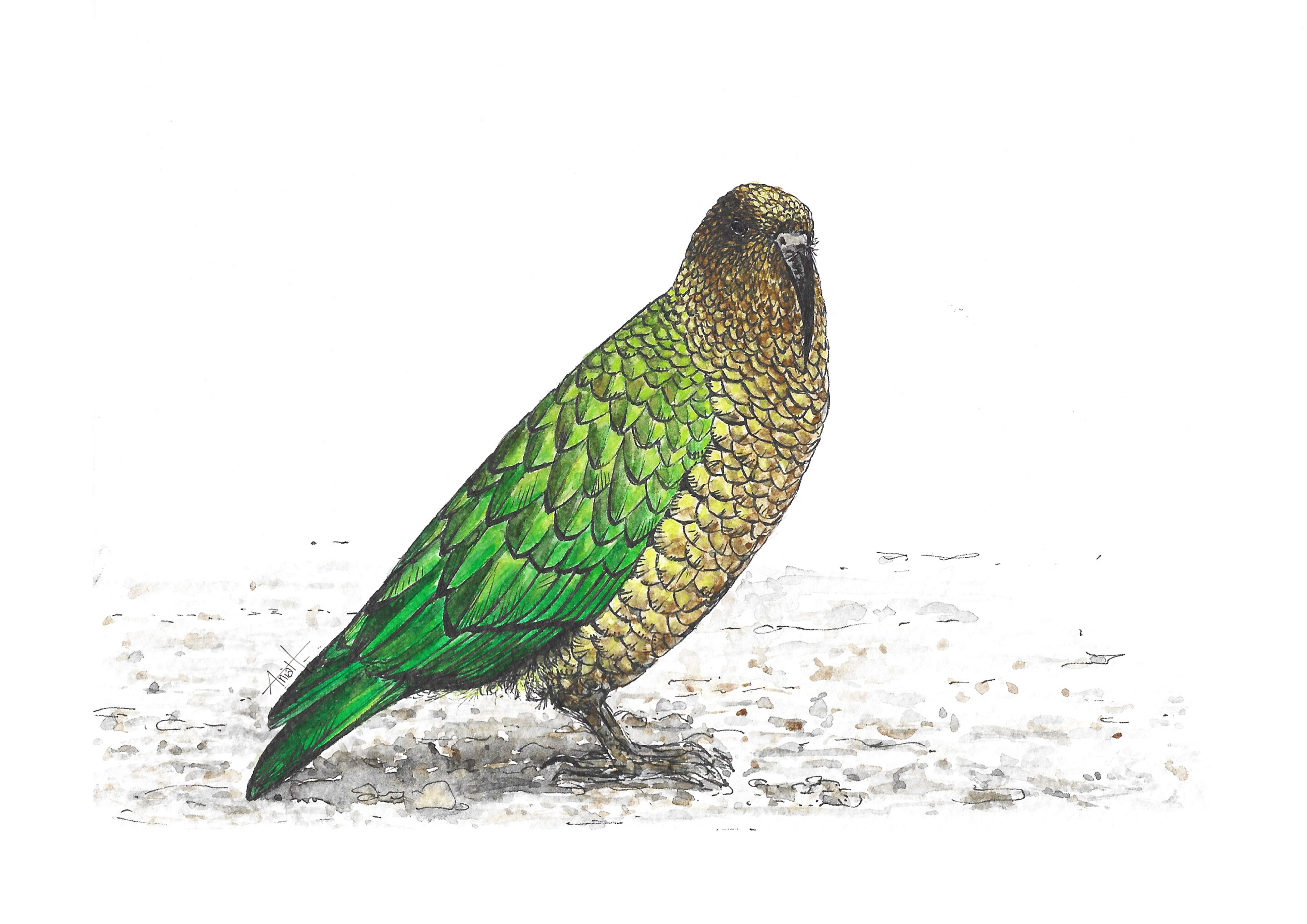 Illustration d'oiseaux à l'aquarelle