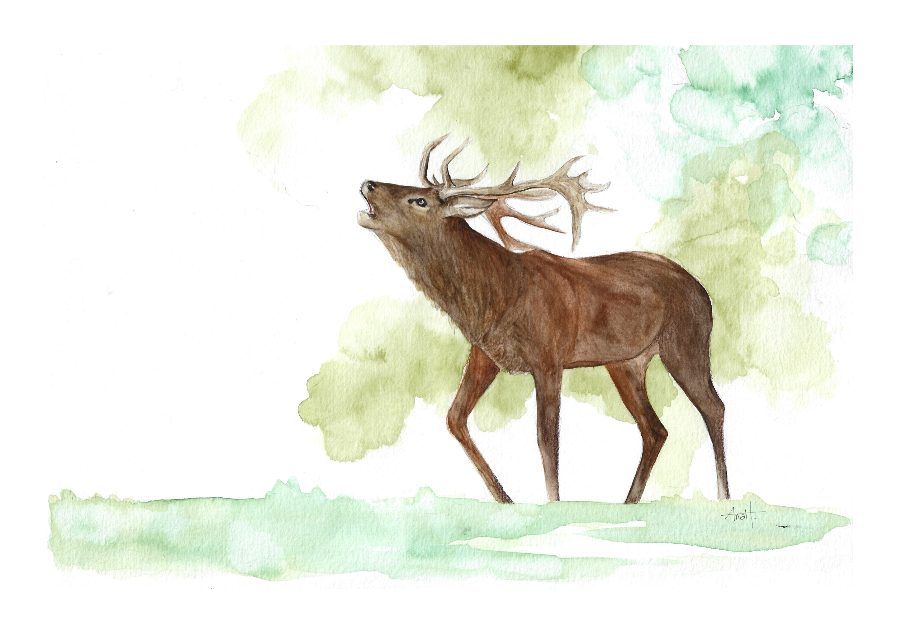 Illustration naturaliste faune