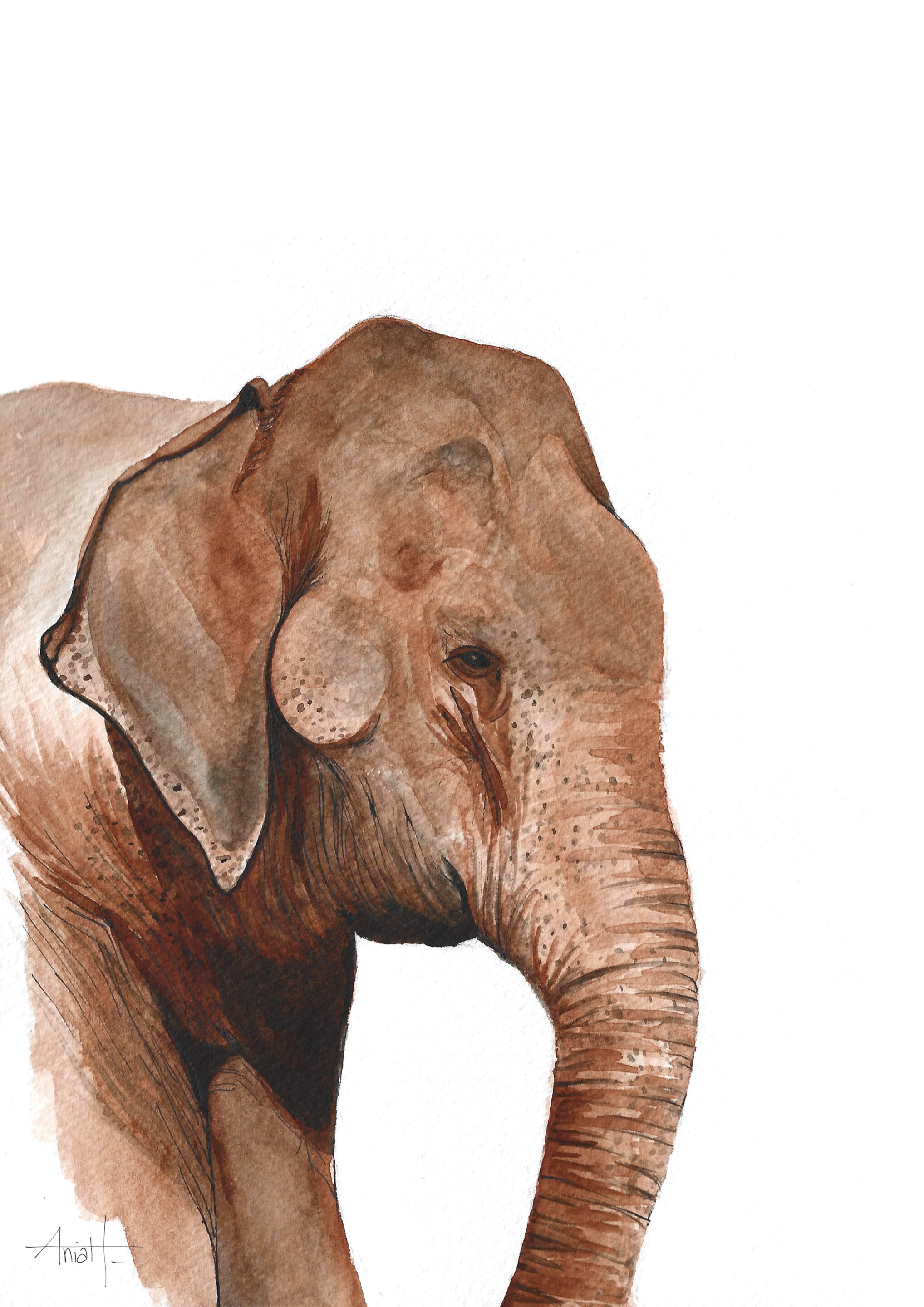 Illustrations mammifères