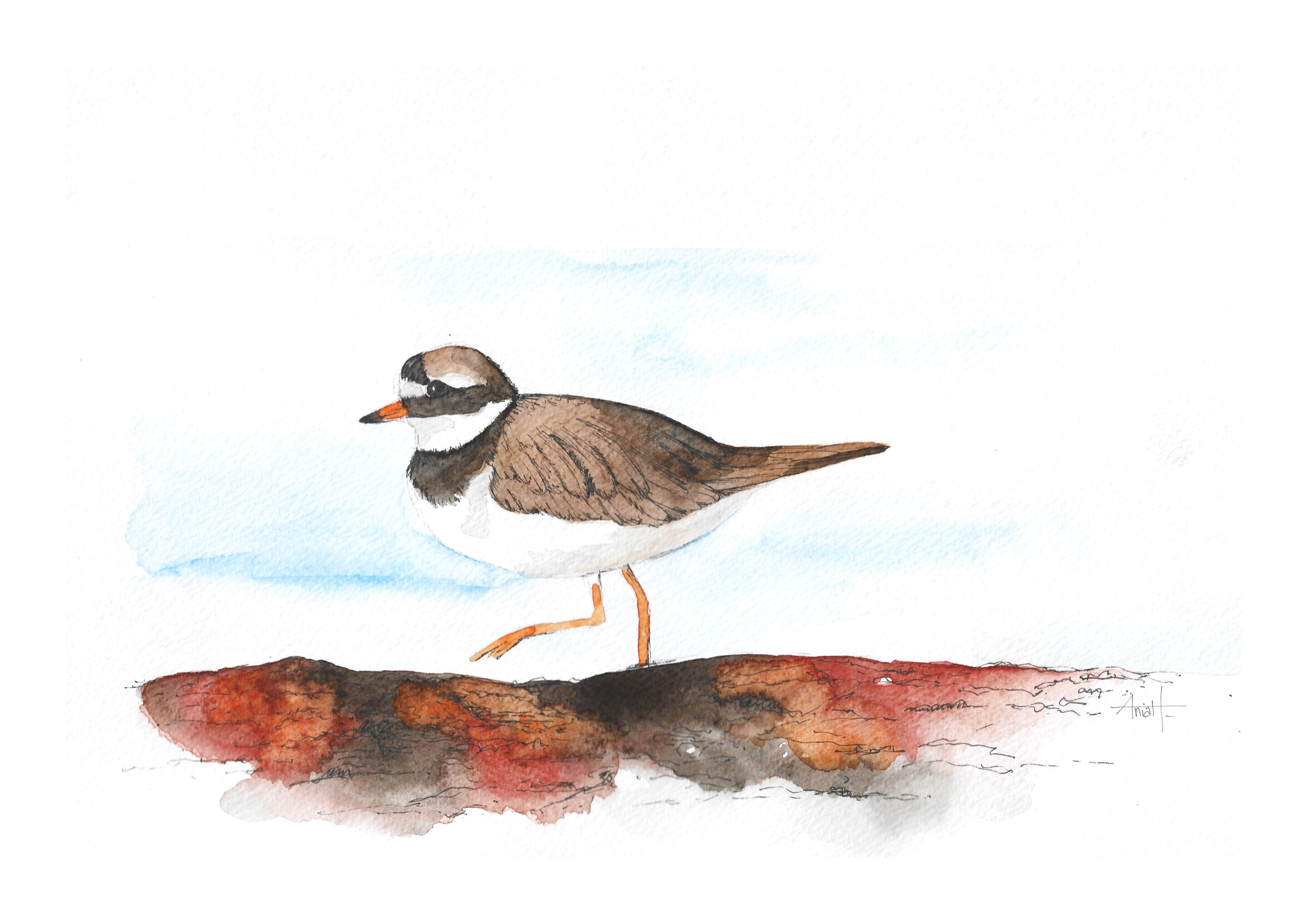Illustratrice nature 