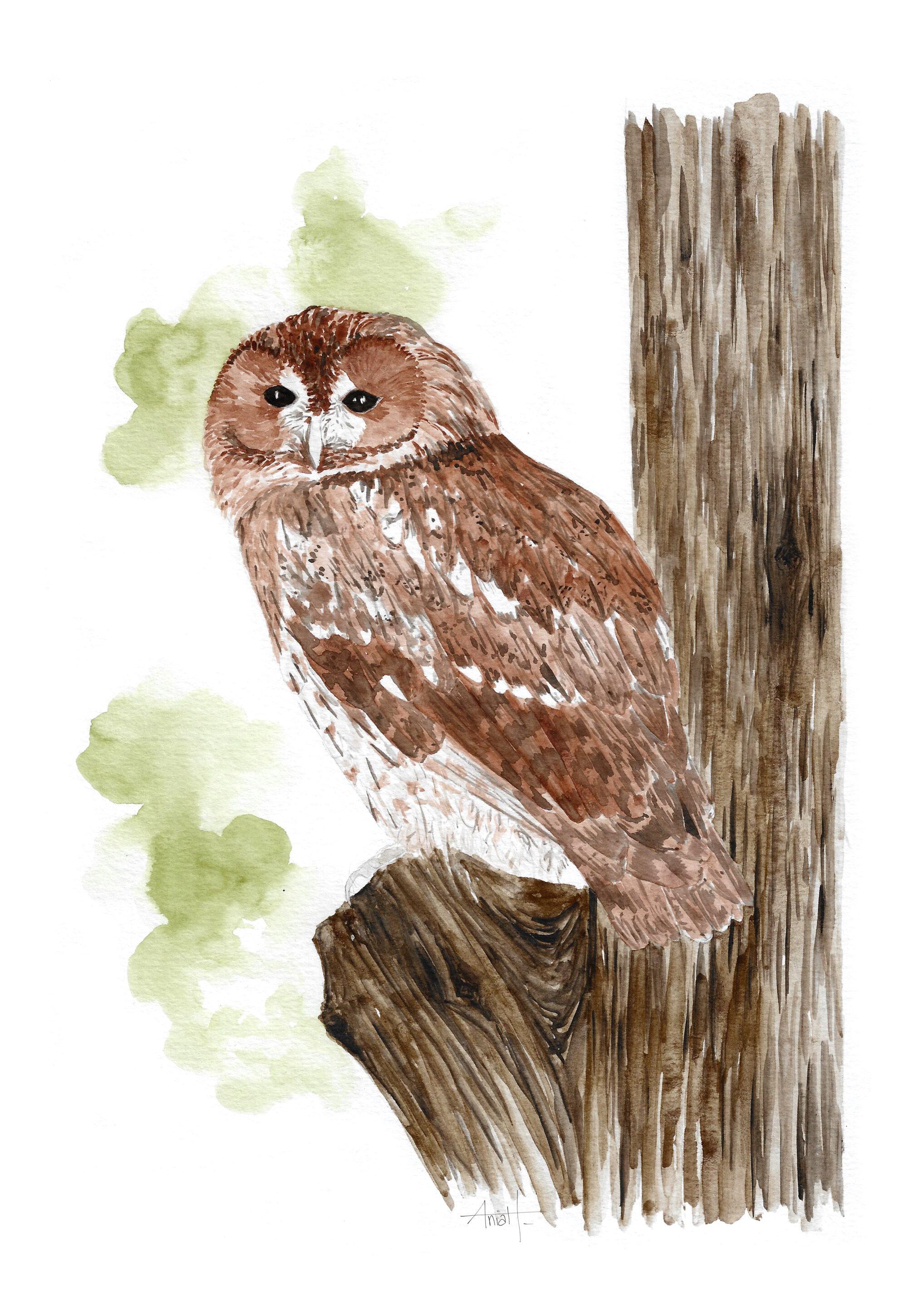 Dessins à l'aquarelle