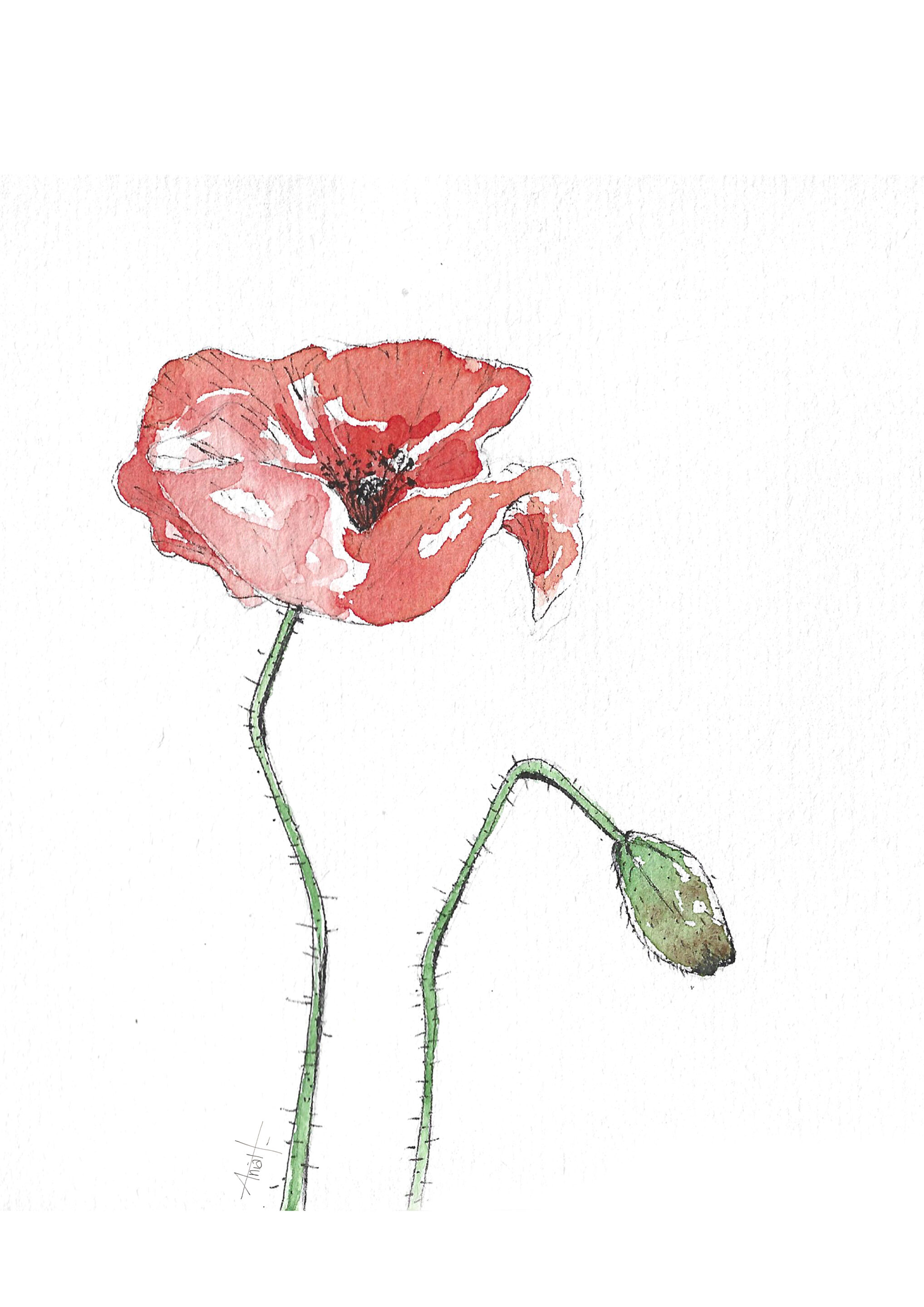 Coquelicot à l'aquarelle