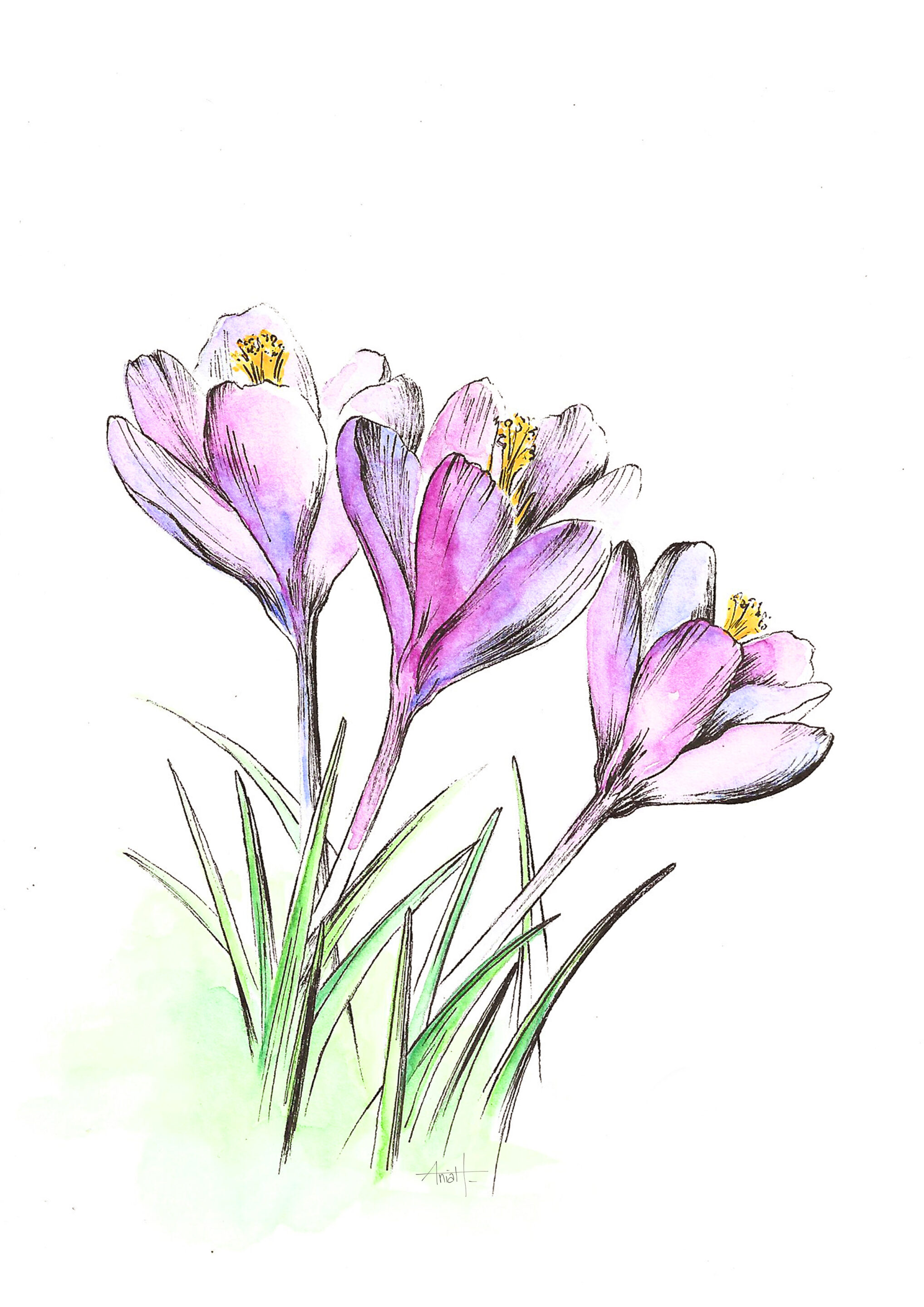 Illustratrice Pyrénées
