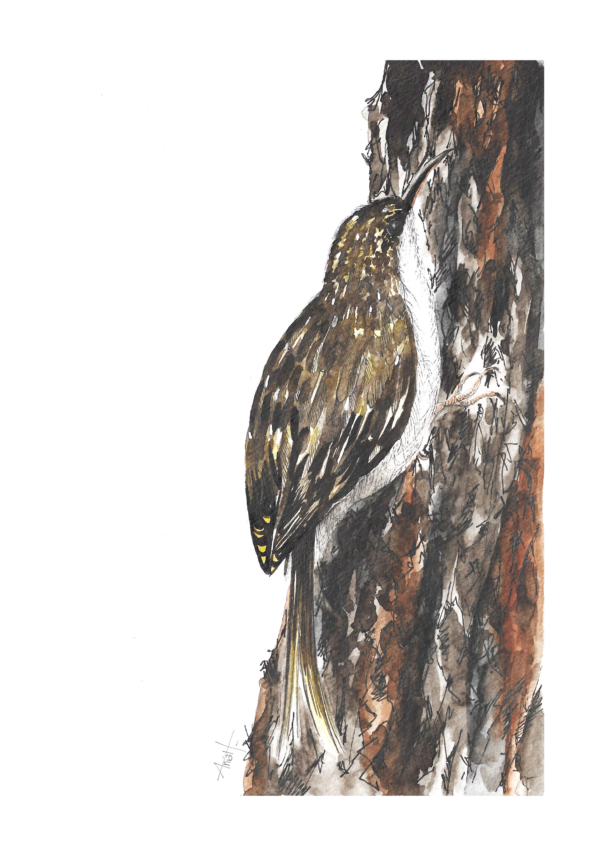 Illustrations d'oiseaux à l'aquarelle