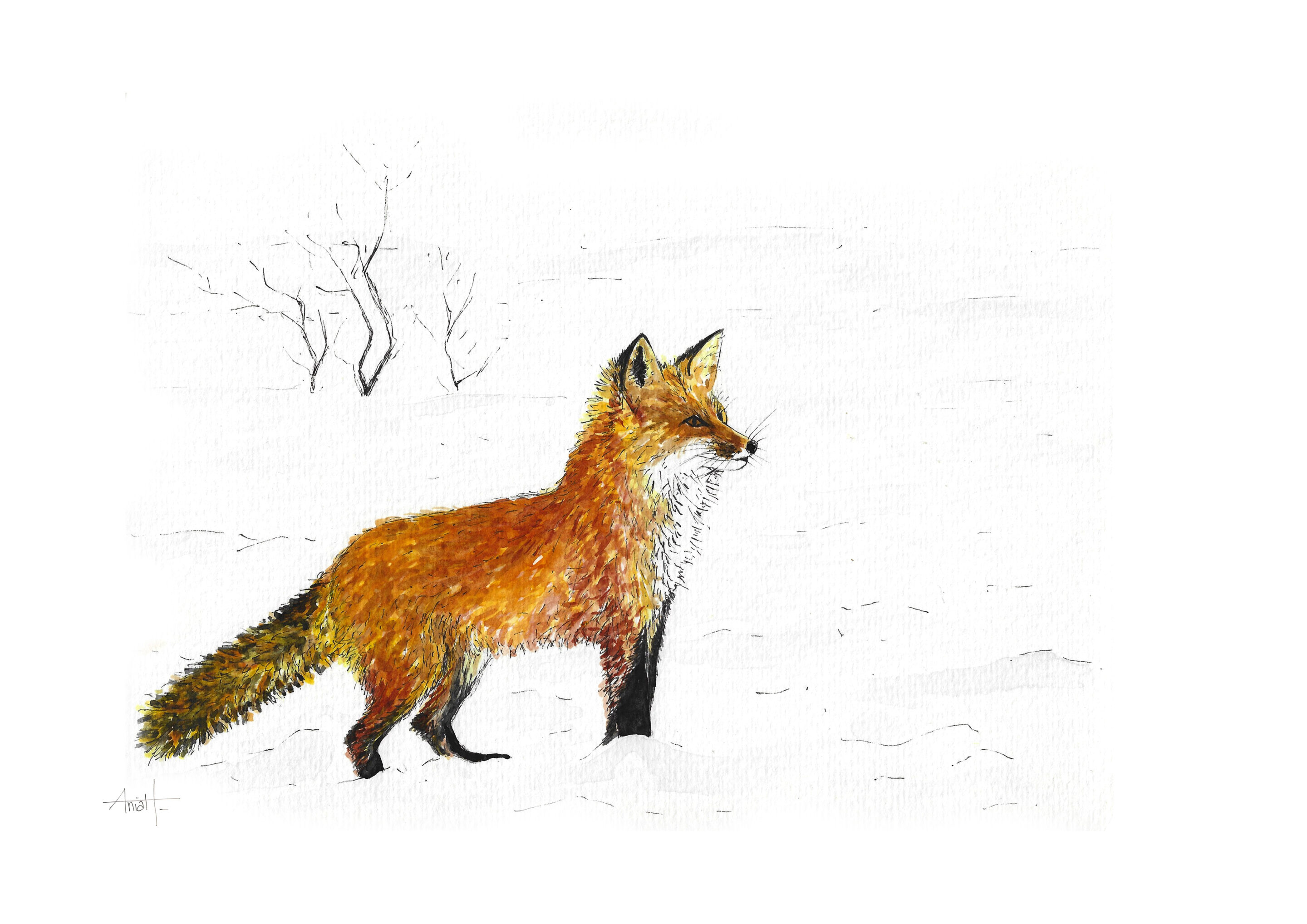 Illustratrice naturaliste aquarelle