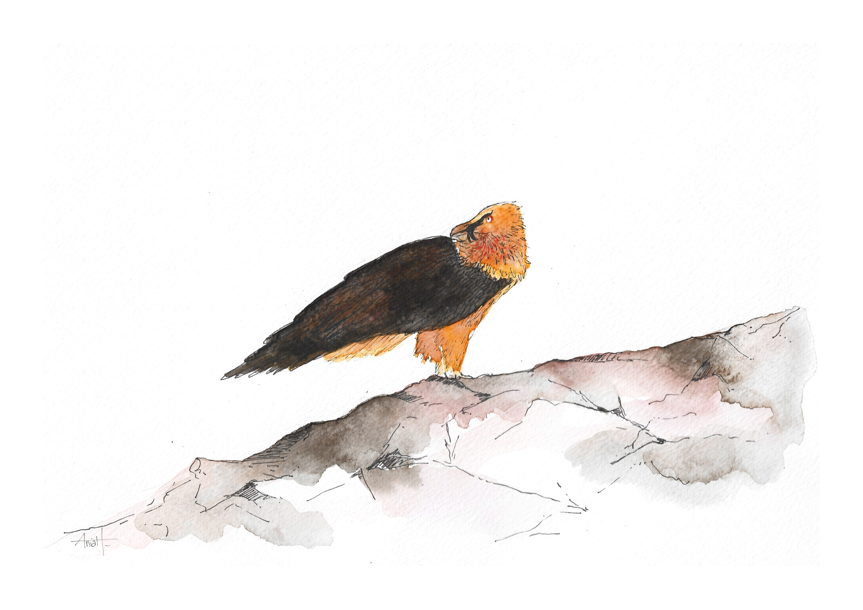 Illustratrice freelance à l'aquarelle