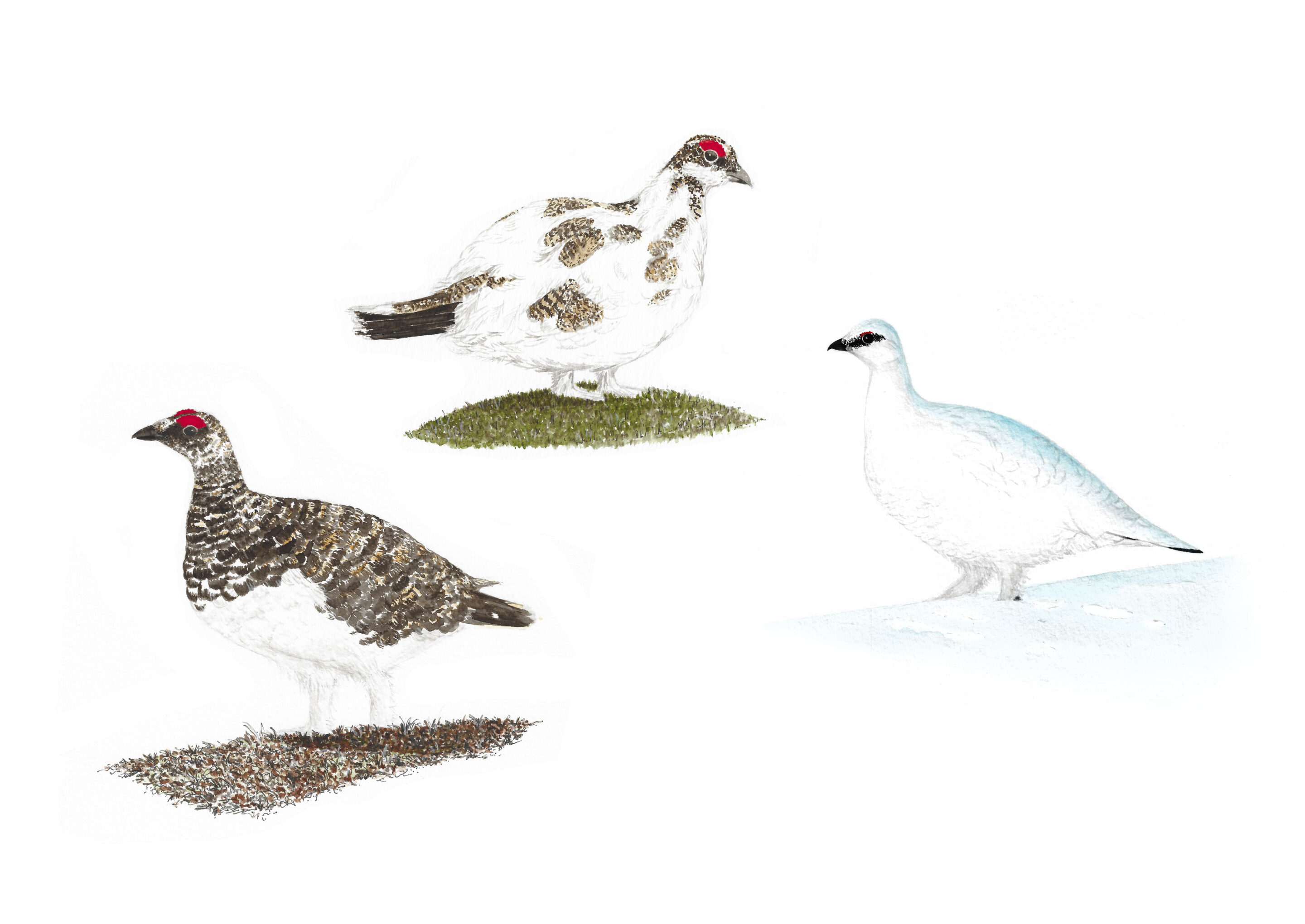 Illustrations presse et edition nature
