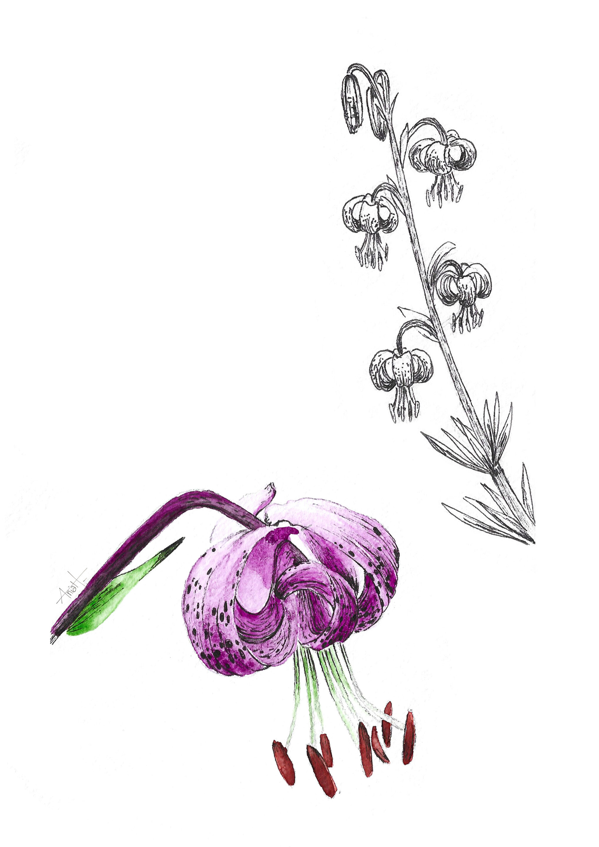 Illustratrice Toulouse