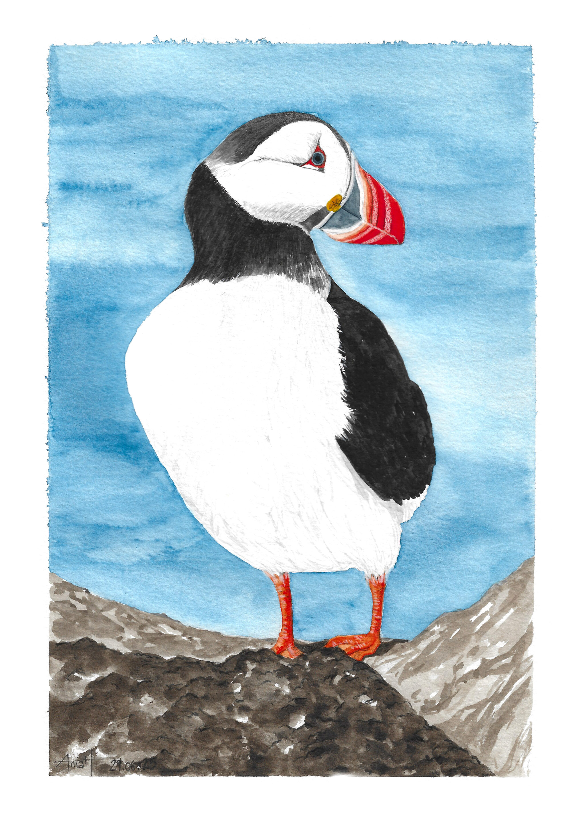 Ania Hadt illustratrice